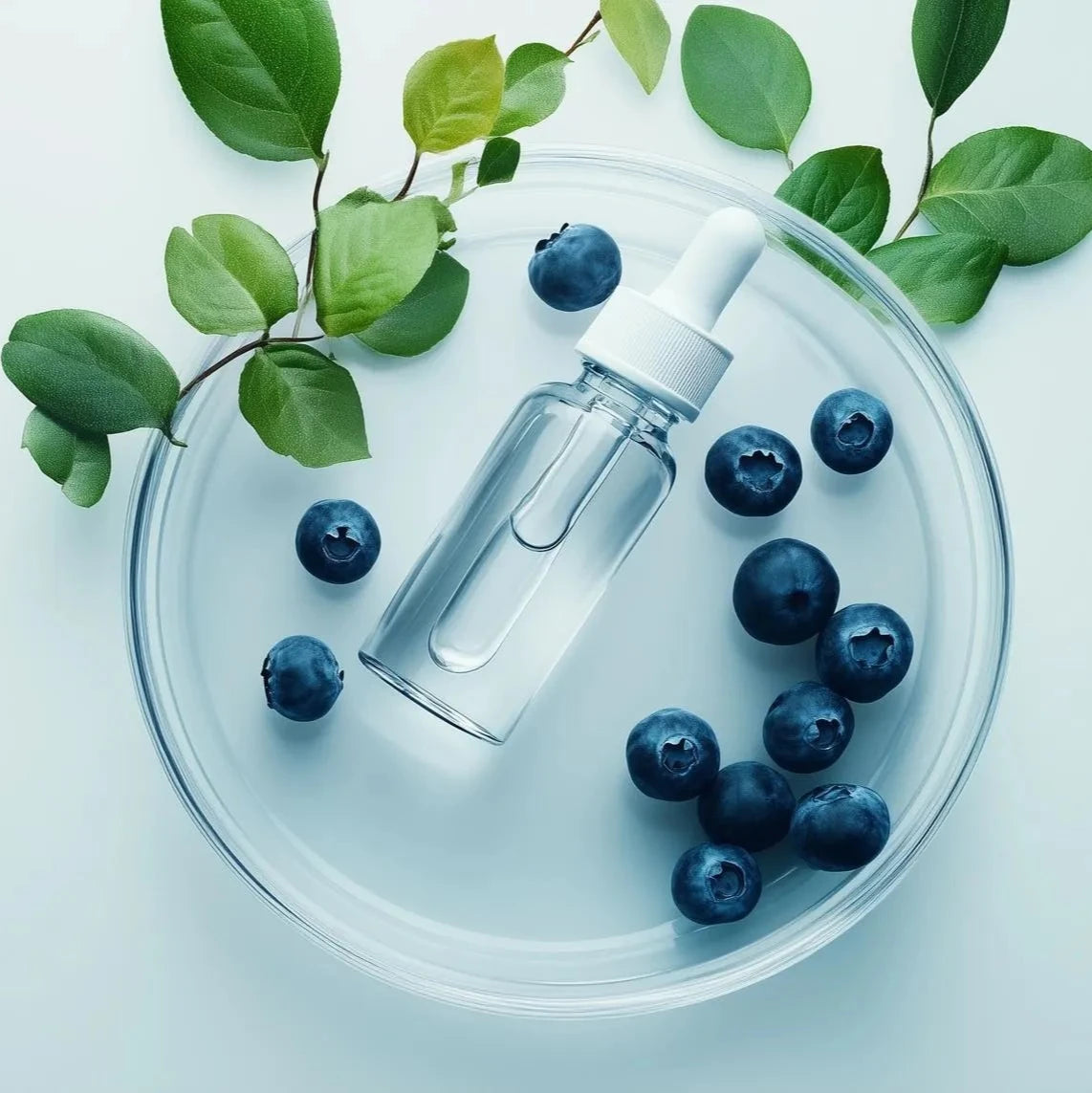 Blueberry Fruit Extract
